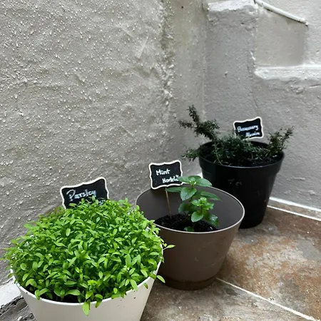 Azores Square House Historic Center Vakantiehuis